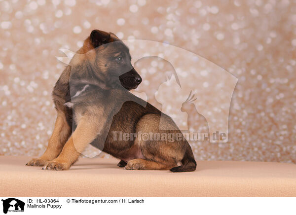 Malinois Welpe / Malinois Puppy / HL-03864
