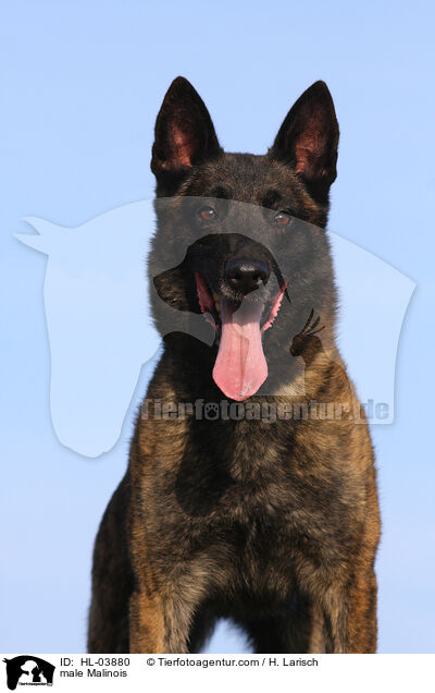 Malinois Rde / male Malinois / HL-03880
