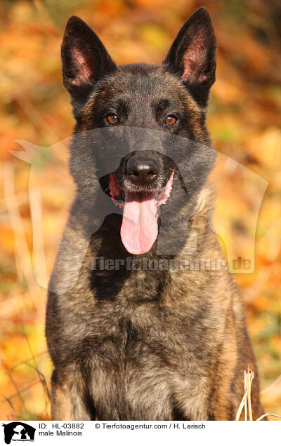 Malinois Rde / male Malinois / HL-03882