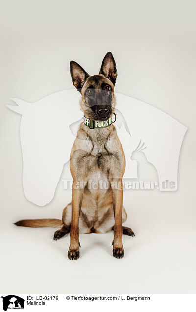 Malinois / Malinois / LB-02179