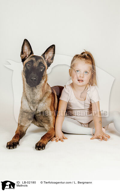 Malinois / Malinois / LB-02180