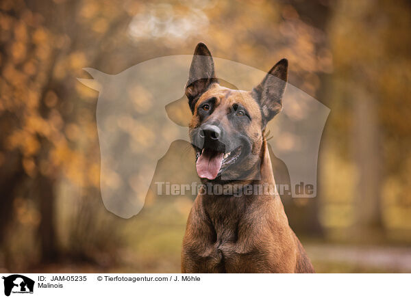 Malinois / Malinois / JAM-05235