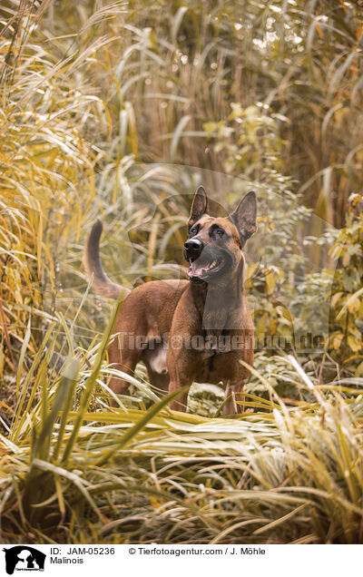 Malinois / Malinois / JAM-05236