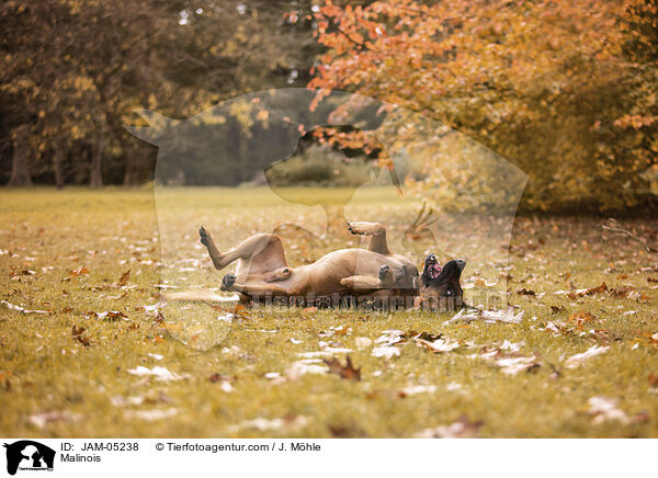 Malinois / Malinois / JAM-05238
