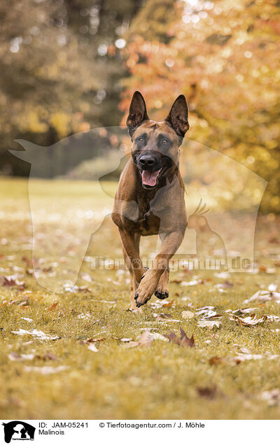 Malinois / Malinois / JAM-05241