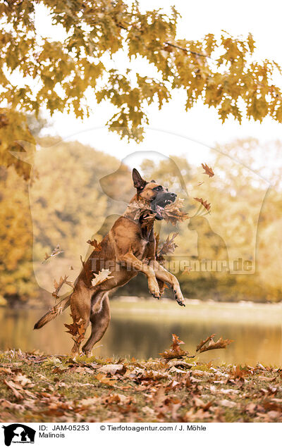 Malinois / Malinois / JAM-05253