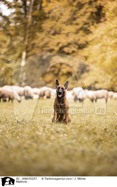 Malinois / Malinois / JAM-05257