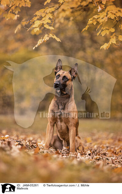 Malinois / Malinois / JAM-05261