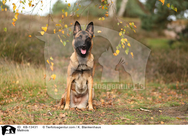 Malinois / Malinois / KB-13431