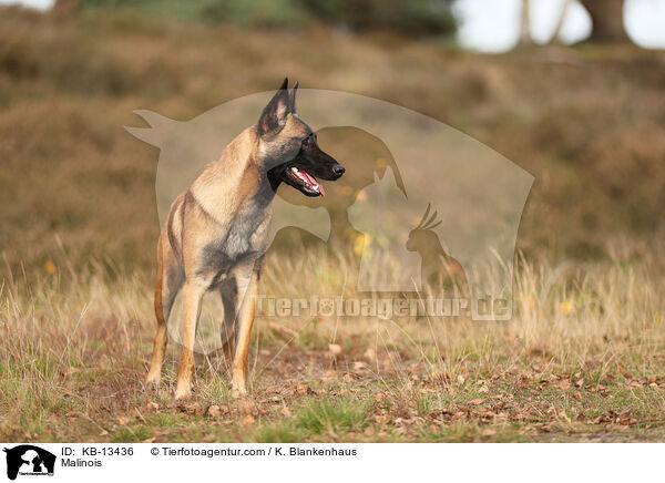 Malinois / Malinois / KB-13436