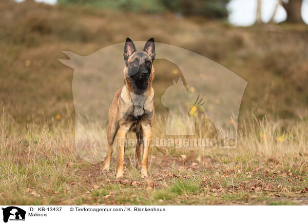 Malinois / Malinois / KB-13437