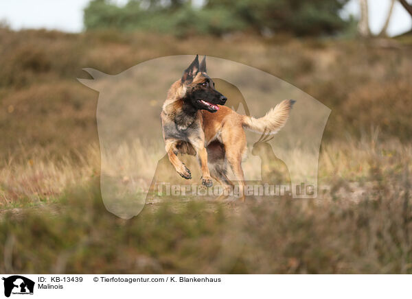 Malinois / Malinois / KB-13439