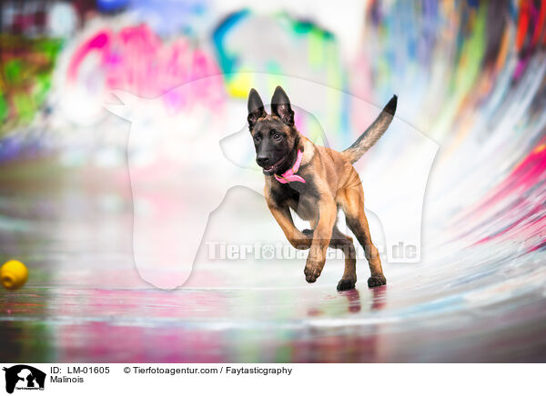 Malinois / Malinois / LM-01605