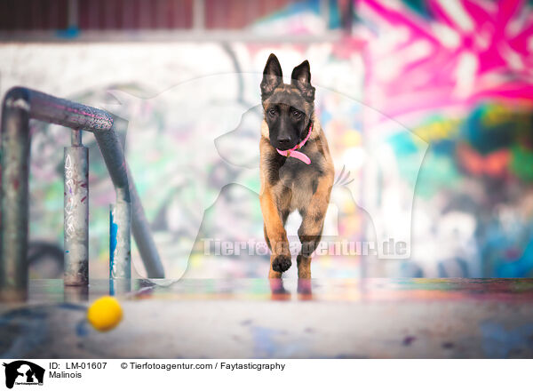 Malinois / Malinois / LM-01607