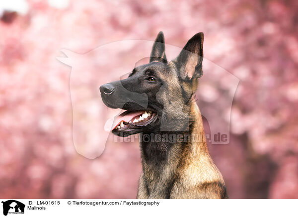 Malinois / Malinois / LM-01615