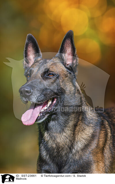Malinois / Malinois / SST-23661