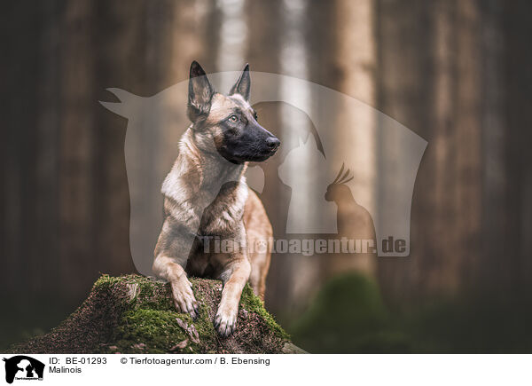 Malinois / Malinois / BE-01293