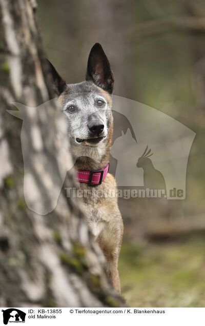 alter Malinois / old Malinois / KB-13855