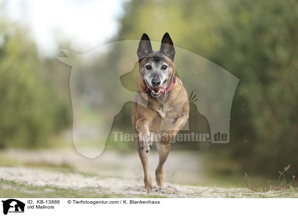 alter Malinois / old Malinois / KB-13886