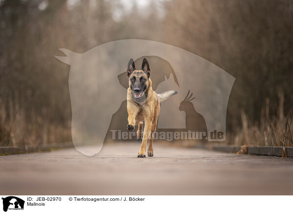 Malinois / Malinois / JEB-02970