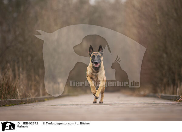 Malinois / Malinois / JEB-02972