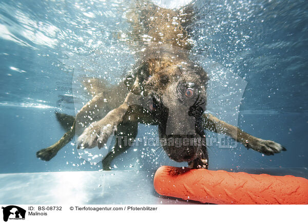 Malinois / BS-08732