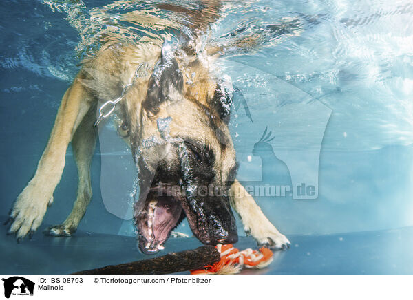 Malinois / BS-08793