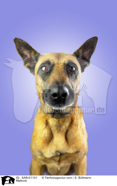 Malinois / Malinois / SAB-01101