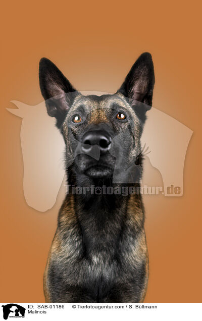 Malinois / Malinois / SAB-01186