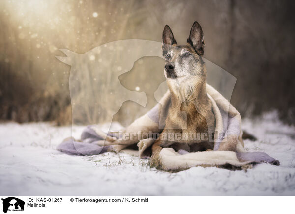 Malinois / Malinois / KAS-01267
