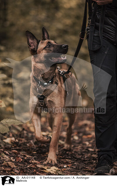 Malinois / Malinois / AA-01148