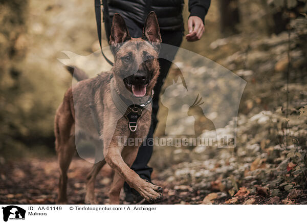 Malinois / Malinois / AA-01149