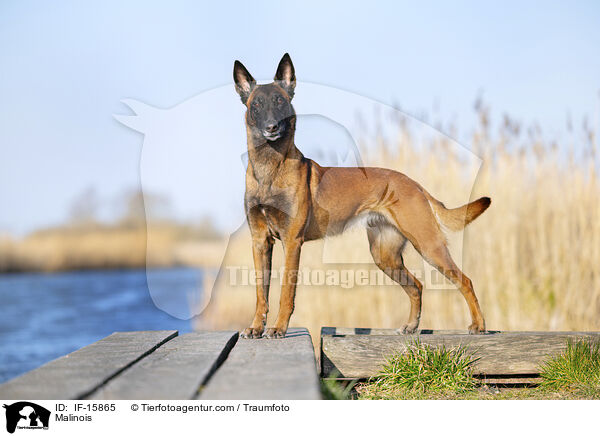 Malinois / Malinois / IF-15865