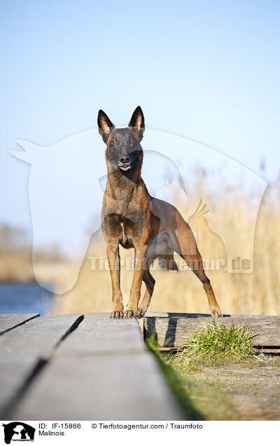 Malinois / Malinois / IF-15866