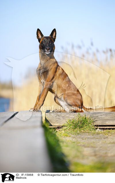Malinois / Malinois / IF-15868
