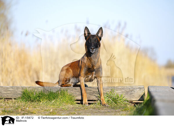 Malinois / Malinois / IF-15872