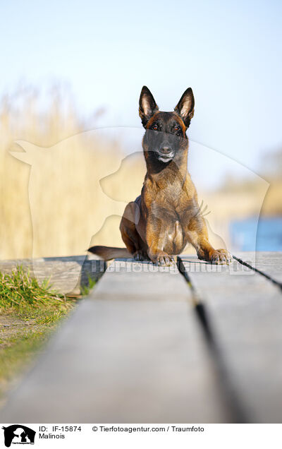 Malinois / Malinois / IF-15874