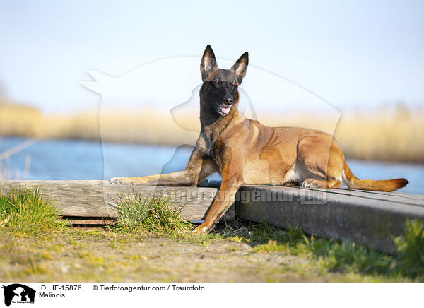 Malinois / Malinois / IF-15876