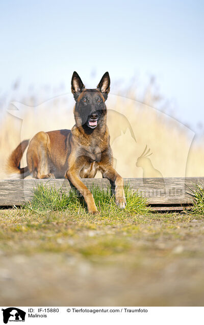 Malinois / Malinois / IF-15880