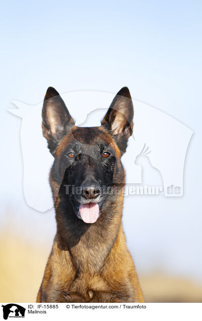 Malinois / Malinois / IF-15885