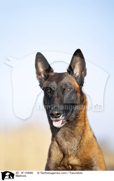 Malinois / Malinois / IF-15886