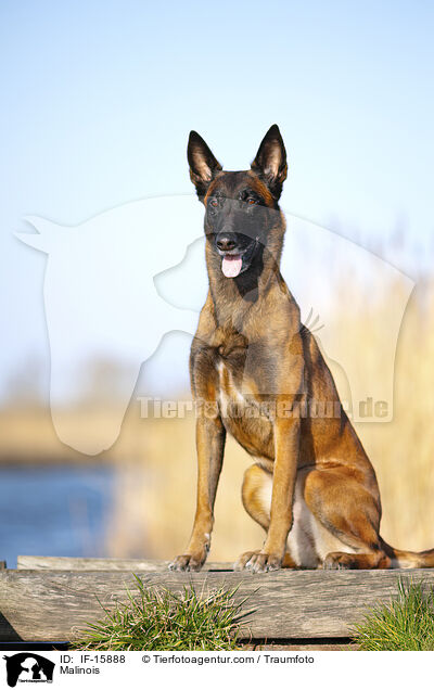 Malinois / Malinois / IF-15888