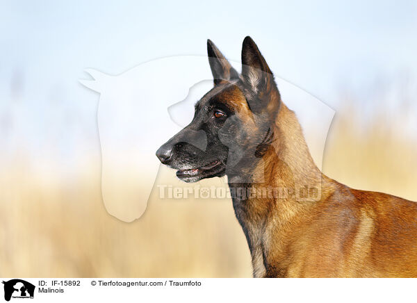 Malinois / Malinois / IF-15892