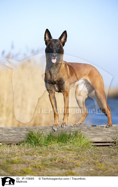 Malinois / Malinois / IF-15895
