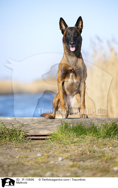 Malinois / Malinois / IF-15896