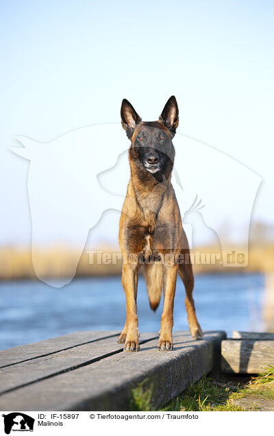 Malinois / Malinois / IF-15897