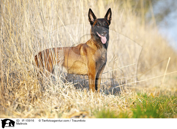 Malinois / Malinois / IF-15916
