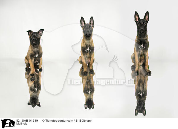 Malinois / Malinois / SAB-01210