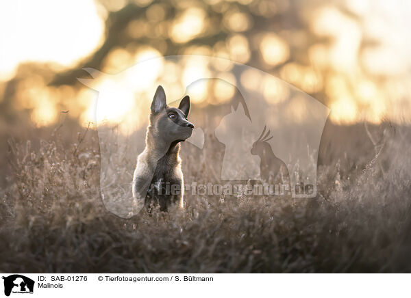 Malinois / Malinois / SAB-01276