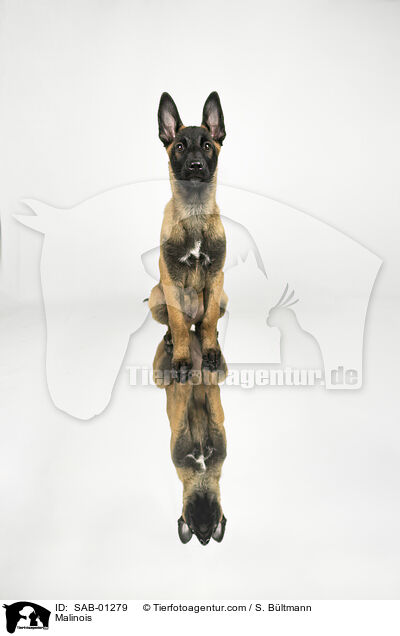 Malinois / Malinois / SAB-01279